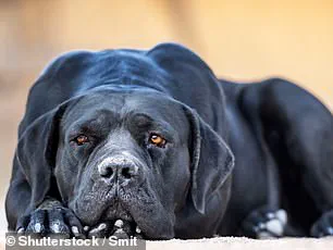 Parents on Trial for Gross Negligence Manslaughter After Three-Year-Old Killed in Dog Attack at Farm Near Rochdale