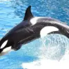 Marineland Antibes Orca Stimulation Incident Sparks Public Demand for Enhanced Animal Welfare Regulations in France