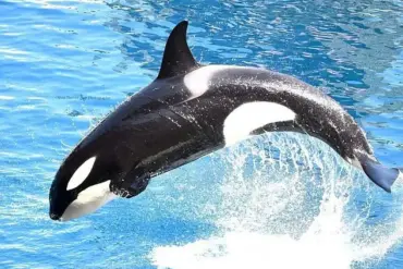 Marineland Antibes Orca Stimulation Incident Sparks Public Demand for Enhanced Animal Welfare Regulations in France