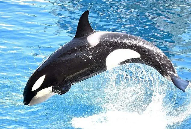 Marineland Antibes Orca Stimulation Incident Sparks Public Demand for Enhanced Animal Welfare Regulations in France