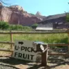 Historic Fruit Trees at Capitol Reef National Park Fail to Bear Fruit, Disappointing Visitors