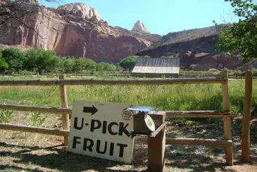 Historic Fruit Trees at Capitol Reef National Park Fail to Bear Fruit, Disappointing Visitors