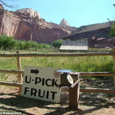 Historic Fruit Trees at Capitol Reef National Park Fail to Bear Fruit, Disappointing Visitors